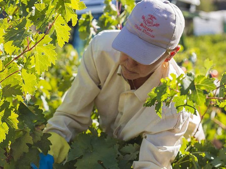 Vega Sicilia 希望針對不同的參訪者，能夠提供客製化、量身打造的行程，而非只是參觀葡萄園、參觀酒窖這些固定行程